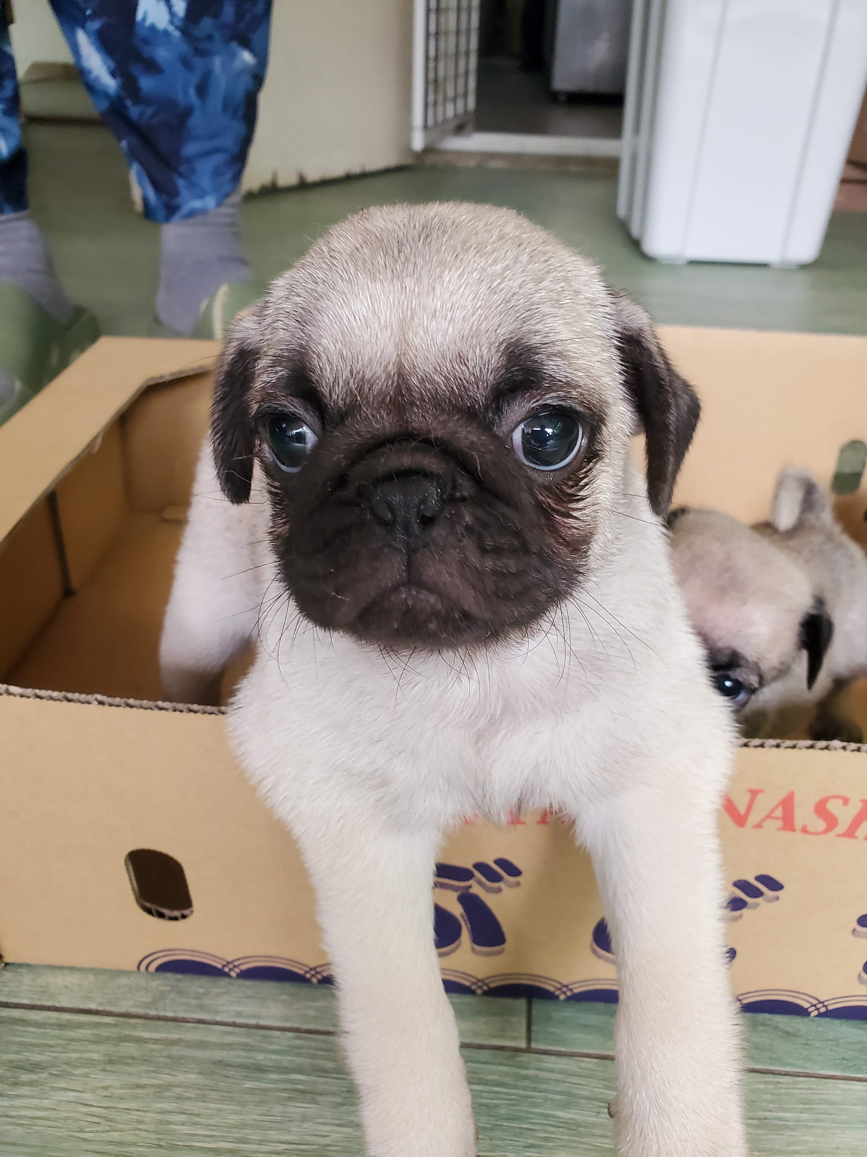 フォーン&nbsp;男の子と女の子