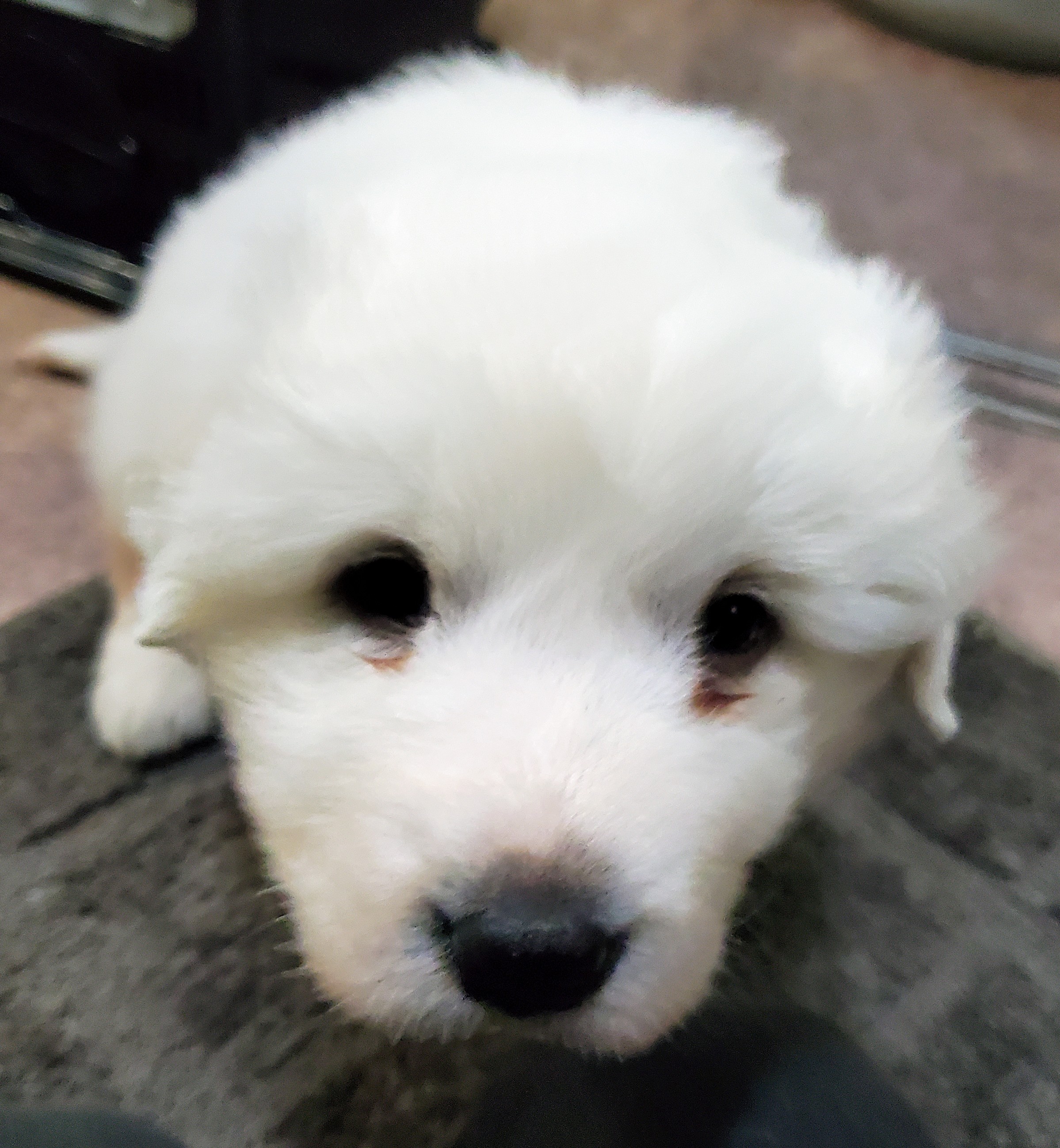 ホワイト&nbsp;男の子